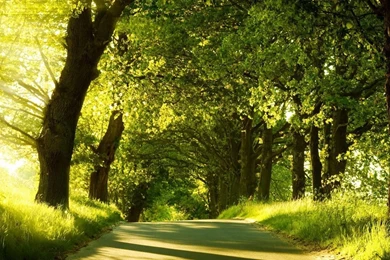 Green Forests 25 Desktop Backgrounds   Hdnaturewall.com