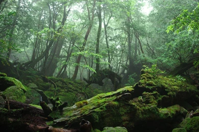 Mossy Rocks In The Forest Wallpapers Wide Picture