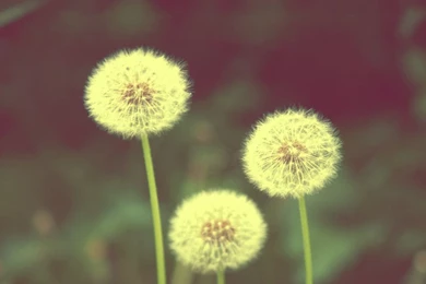 Vintage Dandelion Plant Tablet Phone Wallpaper Backgrounds   Album ...