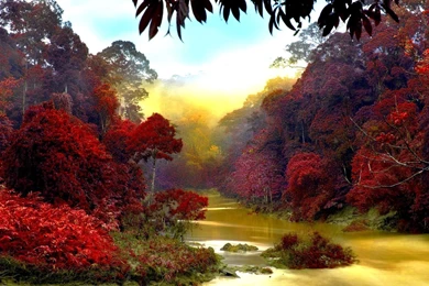 Jungle River Desktop Wallpaper, Jungle River Images Free, New ...