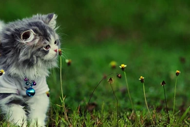 Persian Cat Hd Wallpapers