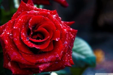 Red Rose Macro Shoot HD Desktop Wallpapers : Widescreen : High ...