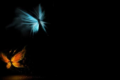 Hd Animal Wallpapers, Wild Life, Animal Desktop Images, Download ...