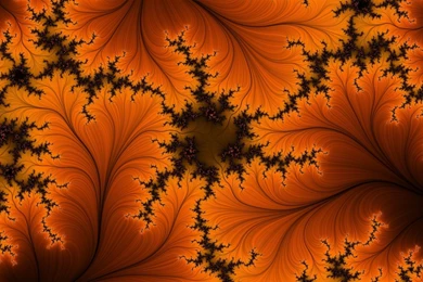 The Fractal Thread   [OLD] Photo Gallery   Mycotopia