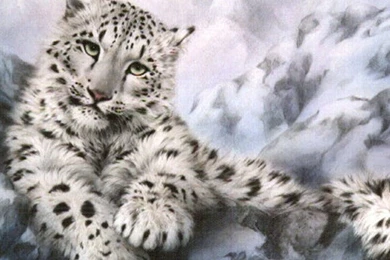 Snow Leopard HD Wallpapers