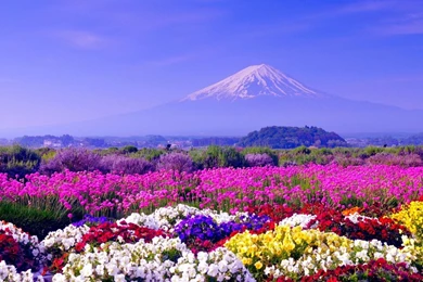 Spring In Japan Wallpapers