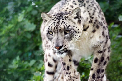 Snow Leopard HD Wallpapers