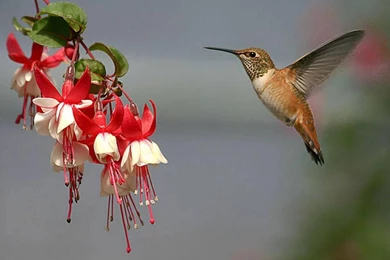 Dragon With Flowers But He Has Wings So It Cool Wallpapers (