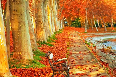 Relaxing View Int He Autumn Park Wallpapers