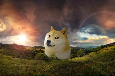 A Friend Of Mine Asked Me To Make Him A Doge wallpaper. Little ...