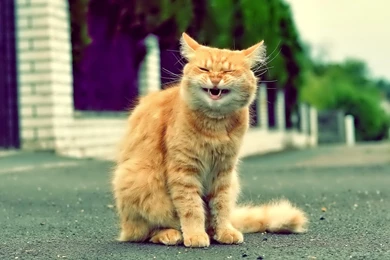 He He He Your Top HD Wallpapers