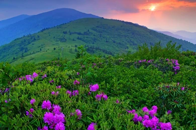 Purple Shrubs In He Field Widescreen Wallpapers