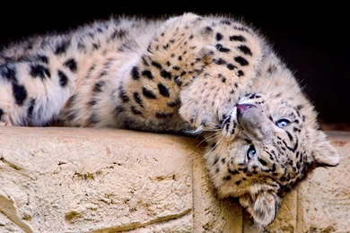 Snow Leopard HD Images Wallpapers Attachment 8213   Amazing Wallpaperz