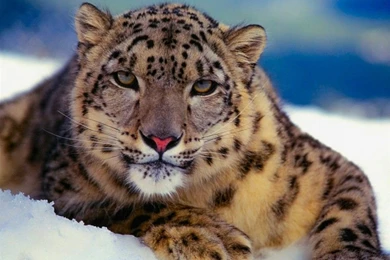 White Snow Leopards HD Wallpapers