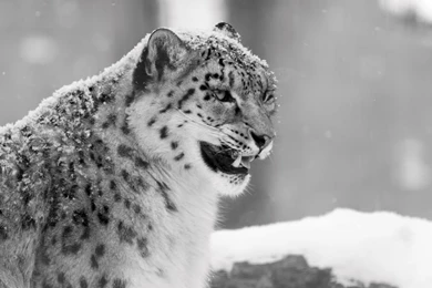 Snow Leopard Ultra HD Wallpapers