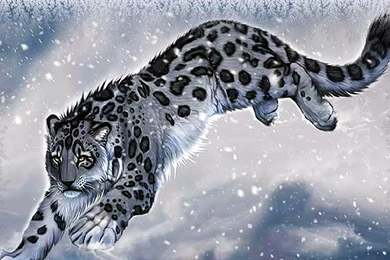 Snow Leopard HD Photo Wallpapers 8236 Amazing Wallpaperz