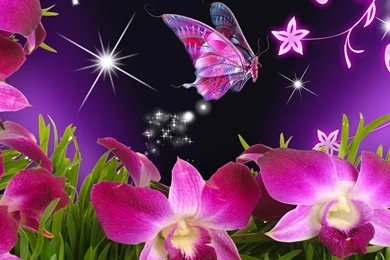 Butterfly Wallpapers HD