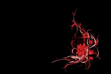 Black Backgrounds Free Hd Download : Flowers With Black Backgrounds ...