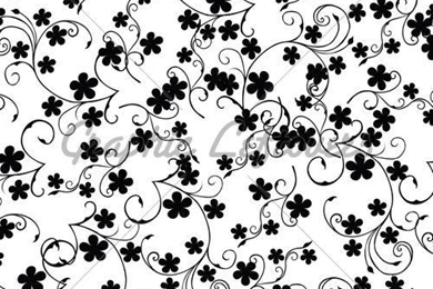 White Backgrounds With Black Flowers · GL Stock Images
