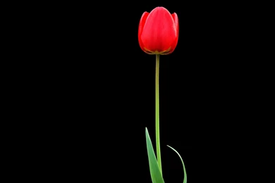 Download Wallpapers 3840x2160 Tulip, Red, Flower, One, Black ...