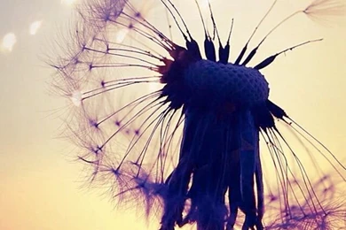 Phone Backgrounds :) On Pinterest