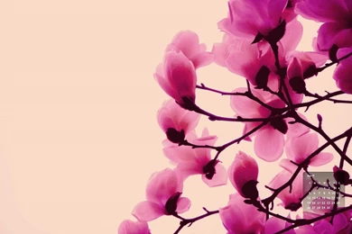 Beautiful Phone Wallpapers