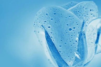 Blue Water Rose Wallpapers And Images   Wallpapers, Pictures, Photos