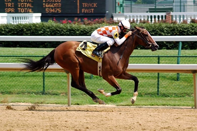 Horse Races Wallpapers And Images   Wallpapers, Pictures, Photos