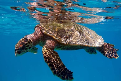 Turtle Swimming In The Clear Blue Water Wallpapers   Animal ...