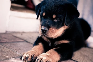 Cute Rottweiler Puppies Wallpapers
