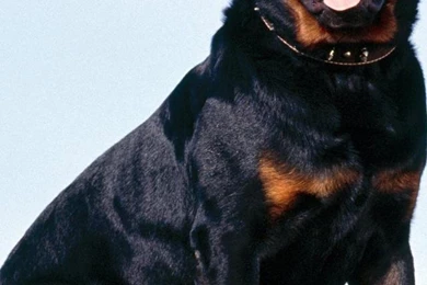 Rottweiler Wallpapers With Quotes Funny. QuotesGram