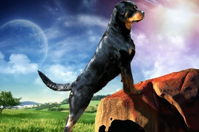 Rottweiler Dog Desktop Wallpapers   , New Wallpapers, New Wallpapers