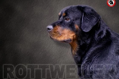 O9100uwe: Rottweiler Wallpapers