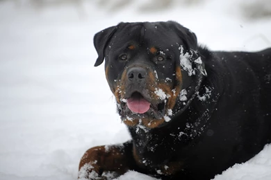 Rottweiler Wallpapers