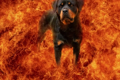 Rottweiler In Fire Wallpapers And Images   Wallpapers, Pictures ...