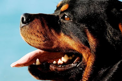 Rottweiler Computer Wallpapers, Desktop Backgrounds