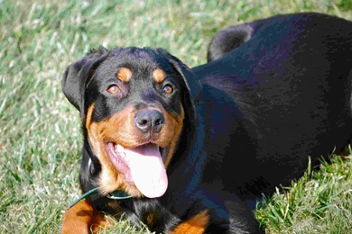 Rottweiler Dog Images