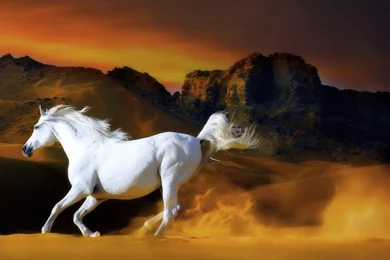 Horse Racing Wallpapers Screensaver   1024x768 IWallHD   Wallpapers HD