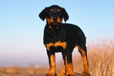 Gallery For   Puppy Rottweiler Wallpapers