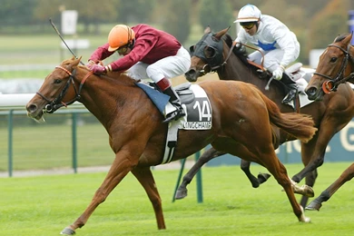 Horse Racing Number 14 1920x1200 Wallpapers, 1920x1200 Wallpapers ...