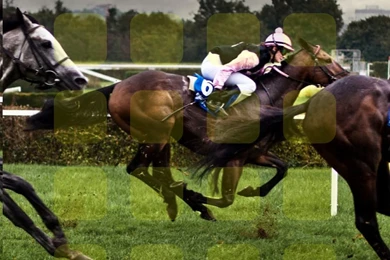 Landscape Horse Racing Ki Shelf