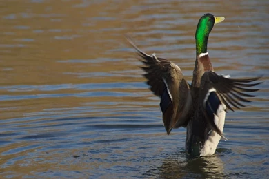 Free Wallpapers Duck Stretching Wings