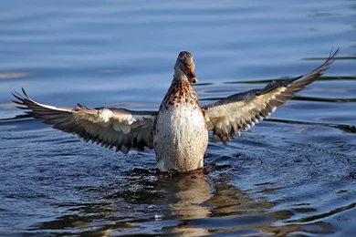 Duck HD Wallpapers   , New Wallpapers, New Wallpapers