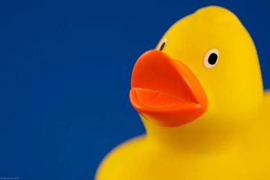 Rubber Ducks HD Wallpapers