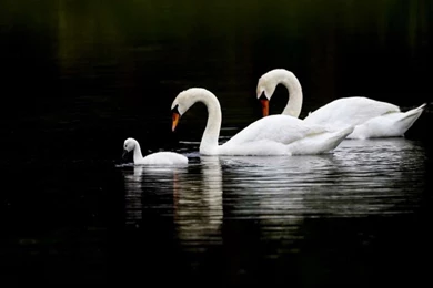 Beautiful Birds Wallpapers