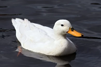 Duck Wallpapers (5391)   Wallpaperesque