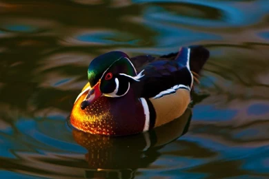 Mandarin Duck HD Desktop Wallpapers : High Definition : Fullscreen ...