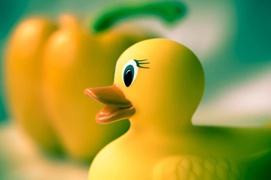 Rubber Duck Toy Wallpaper.jpg