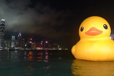 Gallery For   Art Duck Wallpapers