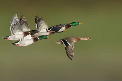 Wild Ducks Flying Wallpaper.jpg